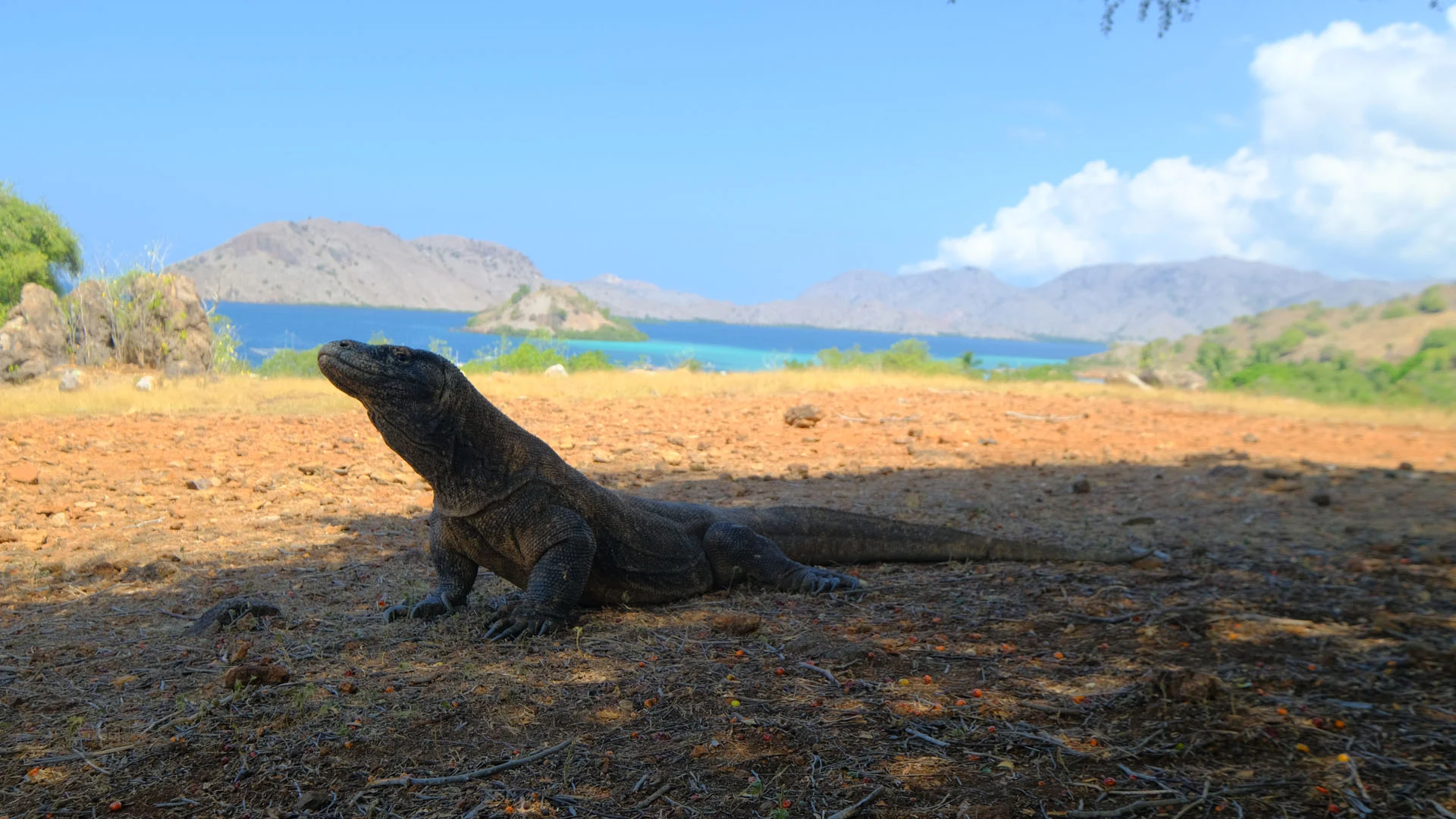 Wild Komodo dragon walking on Rinca Island in Komodo National Park Indonesia