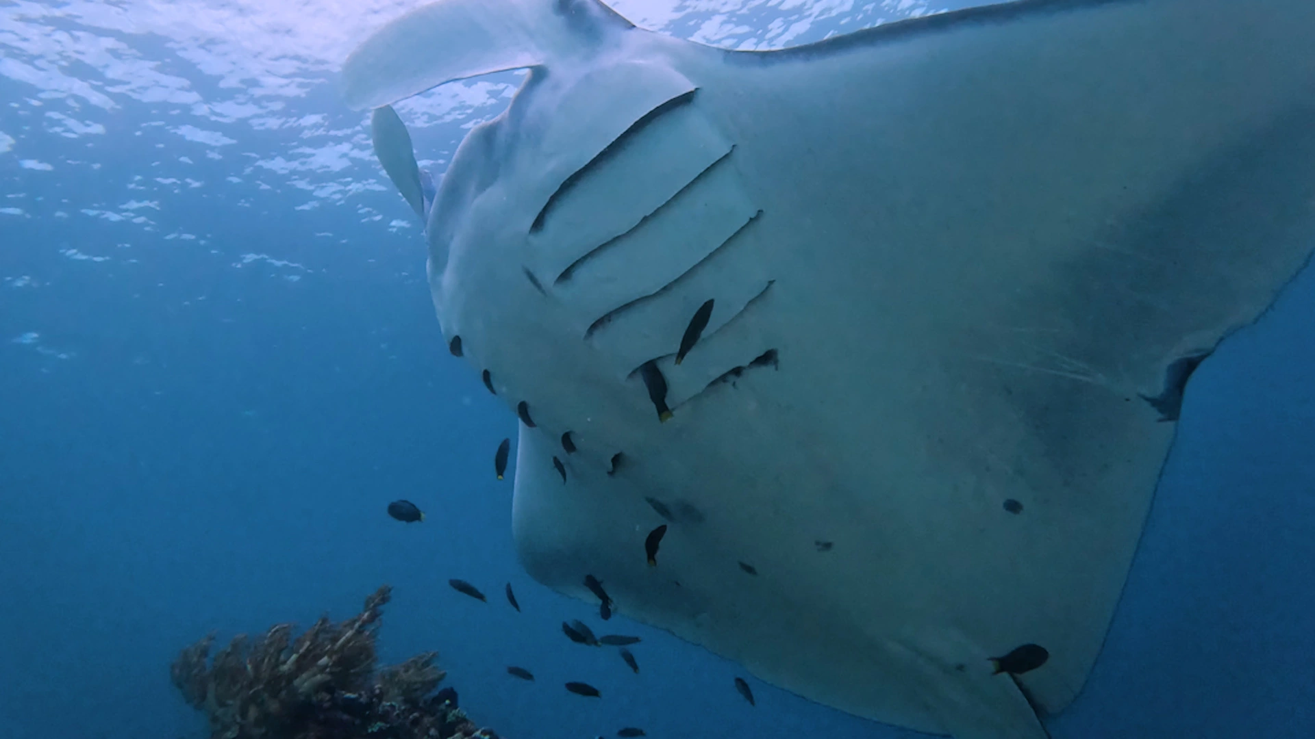 Giant manta ray gliding gracefully in Komodo National Park